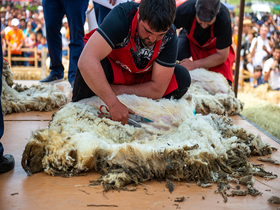 Ոչխարի Խուզման Փառատոն 2019